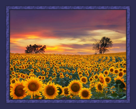 Sunset Over Sunflowers Panel Kit